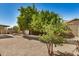 A view of the backyard featuring various plants, a covered patio, and desert landscaping at 6602 W Ironwood Dr, Glendale, AZ 85302