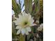 Close-up of a beautiful, blooming cactus flower, revealing intricate details and natural beauty at 4038 E Wrangler Ct, Gilbert, AZ 85297
