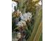 A cactus with multiple flowers and a bee, highlighting the vibrant desert ecosystem at 4038 E Wrangler Ct, Gilbert, AZ 85297