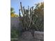 Close-up of flowering Saguaro cactus against block wall and desert foliage at 4038 E Wrangler Ct, Gilbert, AZ 85297
