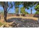 Large, private backyard enclosed by a brick wall and featuring mature shade trees at 508 W San Angelo St, Gilbert, AZ 85233