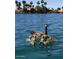 A Gathering of geese gracefully glides along the tranquil waterfront, framed by the picturesque neighborhood in the background at 1241 W Lobster Trap Dr, Gilbert, AZ 85233