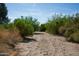 A dirt equestrian trail leads into a lush desert wash full of trees and brush at 20439 E Palomino Dr, Queen Creek, AZ 85142