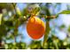 A close-up shot of a ripe orange hanging from a tree branch, showcasing fresh produce from the backyard at 863 Leisure World --, Mesa, AZ 85206