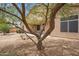 View of home and covered patio from desert landscaped backyard with shade tree at 1029 E Ian Dr, Phoenix, AZ 85042