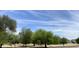 Scenic view of a community park with a variety of trees, lush greenery, and open space for recreation at 7026 S 40Th Pl, Phoenix, AZ 85042