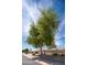 Lovely single-Gathering home featuring low maintenance desert landscaping, trees, and a privacy wall in front at 12831 W Maplewood Dr, Sun City West, AZ 85375