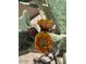 Close-up shot of a vibrant yellow flower blooming on a cactus pad at 15534 W Big Sky Dr, Surprise, AZ 85374