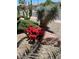 Close-up on bright red cactus flowers set amongst other lush desert landscaping at 15534 W Big Sky Dr, Surprise, AZ 85374
