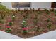 Landscaped flower bed with vibrant annual vinca flowers and manicured mulch at 26 W Morten Ave, Phoenix, AZ 85021