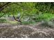 Large, shady backyard, with lush trees and greenery surrounding the property at 302 E Orange Dr, Phoenix, AZ 85012