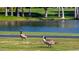 Beautiful pond scene with geese grazing on the green grass, highlighting the peaceful outdoor environment at 29 E Oakwood Hills Dr, Chandler, AZ 85248
