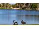Elegant black swans gracefully resting by the serene lake, adding to the community's luxurious atmosphere at 29 E Oakwood Hills Dr, Chandler, AZ 85248