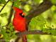 Vibrant red cardinal perched on a branch amidst lush green foliage at 40858 N 109Th Pl, Scottsdale, AZ 85262