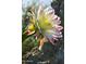 A blooming cactus flower displays gorgeous white and pink petals in the Arizona sunlight at 40858 N 109Th Pl, Scottsdale, AZ 85262