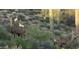 Deer Gathering grazing in the desert landscape with saguaro cacti and scrub brush at 40858 N 109Th Pl, Scottsdale, AZ 85262