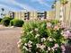 Beautiful view of the exterior with flowering bushes and palm trees under a sunny blue sky at 425 S Parkcrest -- # 323, Mesa, AZ 85206