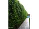 Lush, mature privacy hedge flanking a tiled walkway and offering seclusion to the backyard and pool area at 9187 W Parkside Ln, Peoria, AZ 85383