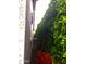 Narrow side yard with mature privacy hedge, low-maintenance ground cover, and access to the home's exterior at 9187 W Parkside Ln, Peoria, AZ 85383