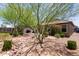 Beautiful desert landscaped backyard with flowering bushes and mature trees at 652 E Rojo Way, Gilbert, AZ 85297