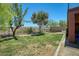 Lush backyard featuring a well-maintained lawn, mature trees, and a secure fence for added privacy at 26703 N 90Th Dr, Peoria, AZ 85383