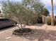 Front yard featuring desert landscaping, and a small tree in a circular brick planter at 914 W Morelos St, Chandler, AZ 85225