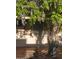 Wisteria growing over patio at 13608 N 19Th Pl, Phoenix, AZ 85022