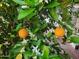 Close-up view of an orange tree laden with ripe oranges and fragrant white blossoms at 13608 N 19Th Pl, Phoenix, AZ 85022
