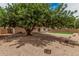 An enormous tree provides shade in this gravel backyard at 9414 N 50Th Dr, Glendale, AZ 85302