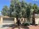 Desert home with a mature shade tree, a palm tree, and rock groundcover at 23317 N Arrellaga Dr, Sun City West, AZ 85375