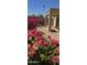 Backyard featuring desert landscaping and vibrant pink bougainvillea with covered patio area at 7771 N 58Th Ln, Glendale, AZ 85301