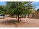 View of the home's front yard landscaping with decorative tree and plants at 317 E Harwell Rd, Gilbert, AZ 85234