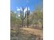 Towering saguaro cacti rise above the desert floor, backed by bright blue sky at 5141 E Rancho Tierra Dr, Cave Creek, AZ 85331