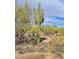 A verdant cactus stands tall amid the desert landscape, framed by lush vegetation at 5141 E Rancho Tierra Dr, Cave Creek, AZ 85331