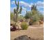 Lush desert landscaping features saguaro cacti, native plants and gravel in a serene outdoor setting at 5141 E Rancho Tierra Dr, Cave Creek, AZ 85331