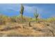 Natural desert landscape featuring mature saguaro cacti and native vegetation at 5141 E Rancho Tierra Dr, Cave Creek, AZ 85331