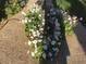 Charming flower garden with a variety of colorful blooms and decorative ceramic rabbit at 6334 E Albany St, Mesa, AZ 85205