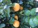 Close-up of a healthy citrus tree with ripe fruit and lush green leaves at 6334 E Albany St, Mesa, AZ 85205