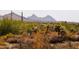 Expansive desert landscape with diverse vegetation and distant mountain views, creating a serene backdrop at 36674 N Vasari Dr, Scottsdale, AZ 85262