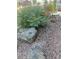 Manicured front yard with decorative rock and mature shrubbery at 3104 E Broadway Rd # 295, Mesa, AZ 85204