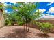 Backyard features mature shade trees, gravel, and privacy fence at 3900 E Baseline Rd # 137, Phoenix, AZ 85042
