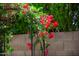 Close-up of beautiful red flowers climbing an arched trellis in a well-maintained garden at 7625 W Dreyfus Dr, Peoria, AZ 85381