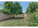 Spacious backyard with healthy grass, shade trees, and privacy walls at 1298 E Buffalo St, Chandler, AZ 85225