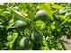 Up-close look at the verdant foliage and green citrus fruit of the trees at 3633 W Redfield Rd, Phoenix, AZ 85053