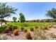 Lush green field with native plants provides an open outdoor area for relaxation and community activities at 1882 S Jesse Pl, Chandler, AZ 85286