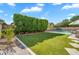 Lush backyard with manicured lawn, privacy hedge, and sparkling pool for ultimate outdoor enjoyment at 4236 S John Way, Chandler, AZ 85249