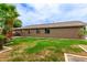 Expansive backyard with healthy lawn and mature palm trees at 10261 W Foothill Dr, Peoria, AZ 85383