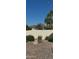 Lush backyard with desert landscaping featuring cacti, bushes and trees, complemented by a stucco wall at 5526 N 77Th Way, Scottsdale, AZ 85250