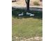 Three white ducks rest peacefully on a grassy lawn in a serene outdoor setting at 567 E Tropical Dr, Casa Grande, AZ 85122