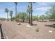 Large backyard with desert landscaping, palm trees, and mature desert trees at 16772 W Cypress St, Goodyear, AZ 85395
